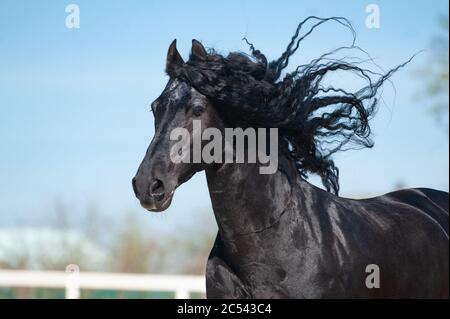 Bel ritratto di stallone frisone in movimento contro lo sfondo blu del cielo. Stallone frisone nero corvo con manna lunga Foto Stock