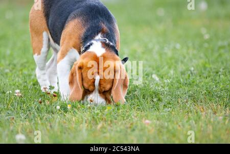 Beagle cane che sniffing l'erba in estate Foto Stock