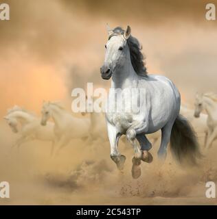 Stallone andaluso in prateria. Correre cavallo bianco su un selvaggio. Cavalli bianchi selvatici al tramonto, galoppo. Animali da fattoria tema Foto Stock