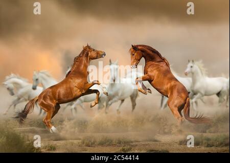 Stalloni che combattono nel deserto con i cavalli bianchi sullo sfondo. Praterie selvatiche, Foto Stock