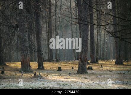 Sfondo della foresta all'inizio dell'inverno. Selvatico foresta congelata. Alberi e campi. Inverno senza neve, concetto di cambiamento climatico Foto Stock