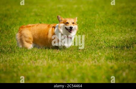 Carino cane sorridente di corgi in campo estivo. Gallese corgi pembroke. Cane sul cortile, nel parco Foto Stock
