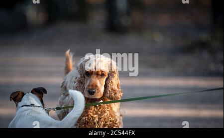 Concetto: Due cani che comunicano su una passeggiata Foto Stock