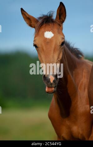 Carino cavallo rosso purebred che mostra la lingua Foto Stock