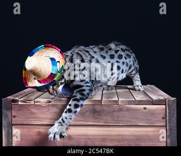 Un gatto bengala che indossa cappello messicano su una cassa di legno su sfondo nero Foto Stock
