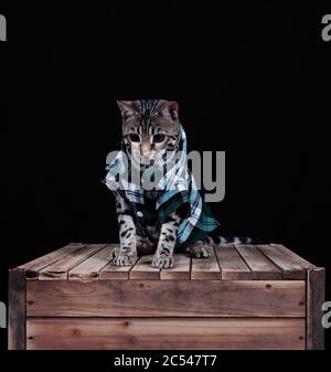 Studio di un gatto bengala in una camicia plaid su una cassa di legno su sfondo blu Foto Stock