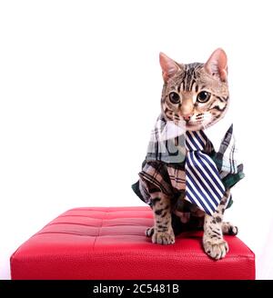Studio di un gatto bengala in una camicia plaid su una cassa di legno su sfondo blu Foto Stock