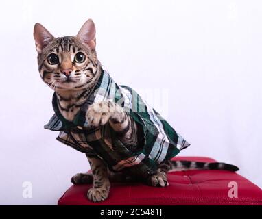 Studio di un gatto bengala in una camicia plaid su una cassa di legno su sfondo blu Foto Stock