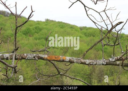 Rami secchi di alberi nei boschi Foto Stock