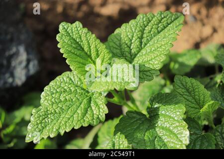 Verde foglie sane della pianta medicinale balsamo di limone che cresce in giardino e lo sfondo sfocato del resto della foto Foto Stock