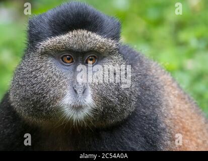 Ritratto di una scimmia dorata nel Parco Nazionale dei Vulcani, Ruanda Foto Stock