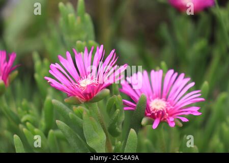 Fiore rosa e foglia verde di pianta di ghiaccio (Delosperma) come pianta succulente Foto Stock