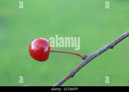 Una bella ciliegia matura su un ramo e uno sfondo verde molto sfocato come un concetto minimalista del rapporto tra rosso e verde Foto Stock