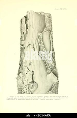 Insetti di foresta indiani di importanza economica Foto Stock