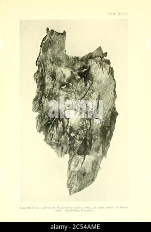 Insetti di foresta indiani di importanza economica Foto Stock