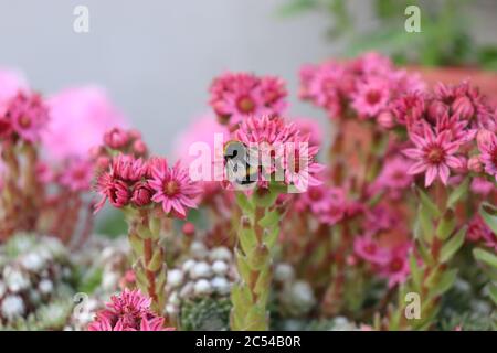 Un bumblebee su un fiore succulente Foto Stock