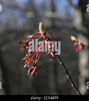 Acero rosso in primavera Foto Stock