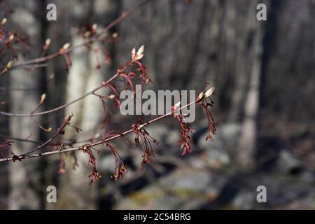 Acero rosso in primavera Foto Stock