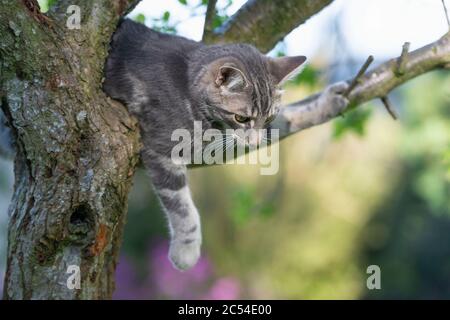 Un giovane gatto di Tabby che si sfila in un albero, che penzolava una Paw e guarda verso il basso Foto Stock