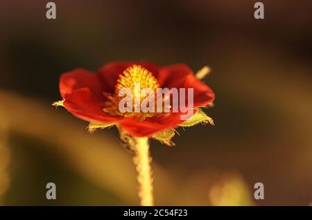 Primo piano di un fiore di geum Foto Stock