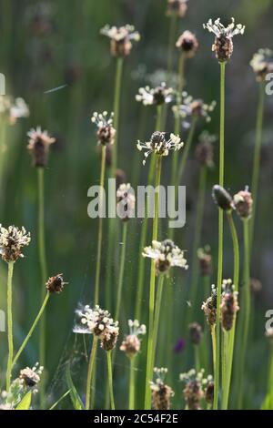 Ribwort Plantain (Plantago Lanceolata), conosciuto anche come Buckhorn o Ribbgrass Foto Stock