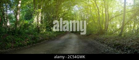 Strada forestale sterrata che conduce tra alberi Foto Stock