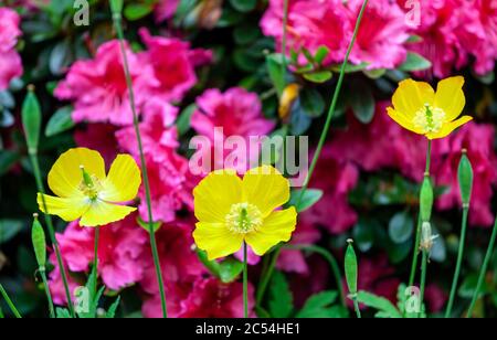 Papavero gallese papaver cambricum (sinonimo Meconopsis cambica) Foto Stock