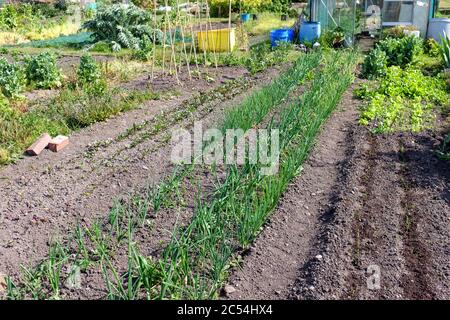 Cipolle e scalogni che crescono in primavera con l'assegnazione del Regno Unito Foto Stock