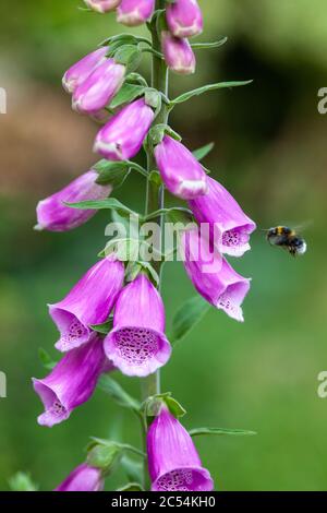 Bumblebee hovering da fiore di foxglove nel giardino britannico in primavera Foto Stock