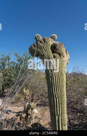 Giovane cactus saguaro crestato o carnegiea gigantea cristata nel deserto con cielo blu Foto Stock