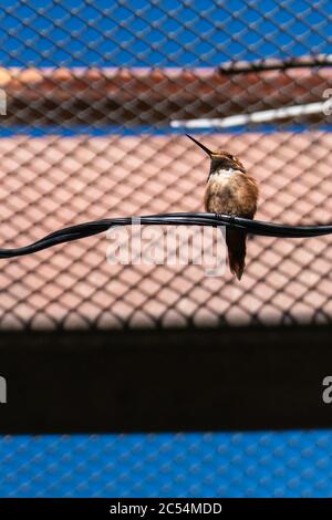 tucson, AZ - 26 novembre 2019: Colibrì rosso arroccato su un filo nell'Aviario di Hummingbird presso l'Arizona-sonora Desert Museum. Foto Stock