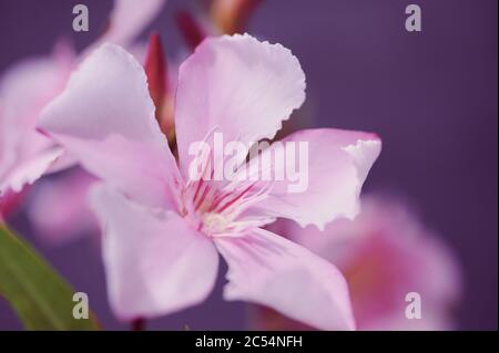 Fiore di oleandro rosa, macrofotografia, Nerium Oleander Foto Stock