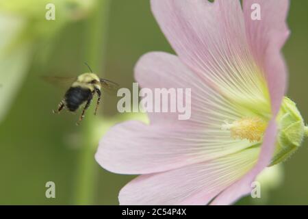 Macro di grande fiore rosa chiaro testa con ape bumble in volo Foto Stock