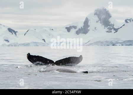 Megattere a Charlotte Bay Antartide Foto Stock