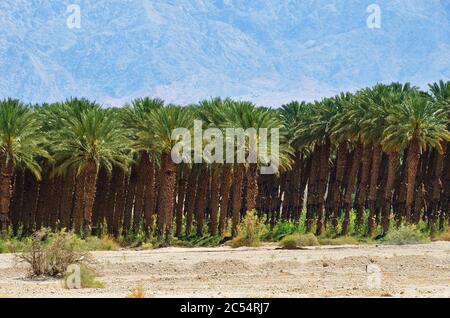 Piantagione di palme a Kibbutz Ein Gedi, zona del Mar Morto, Israele Foto Stock