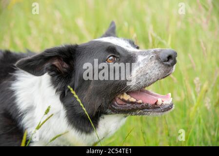 Cane Collie di confine in un prato estivo di erbe lunghe Foto Stock