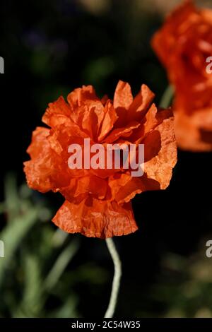 Papavero rosso orientale in piena fioritura Foto Stock