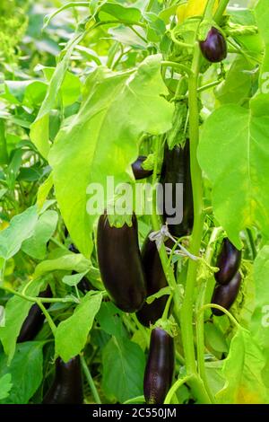 Melanzane crescente foglia di ramo verde. Giovane crescente melanzane noi ramo verde primo piano. Serra di crescita delle melanzane. Foto Stock