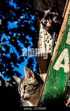Colpo di primo piano verticale di due gatti appesi su un scala di legno da un albero Foto Stock