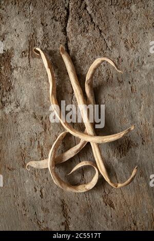 Fagioli del corridore vecchi e asciutti su fondo di legno testurizzato Foto Stock