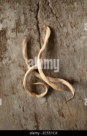 Fagioli del corridore vecchi e asciutti su fondo di legno testurizzato Foto Stock