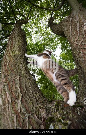 vista ad angolo basso di un gatto britannico shorthair tabby bianco che si erge su una forchetta di alberi per salire all'aperto in natura Foto Stock