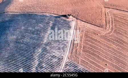 Vista aerea dei campi di Lavanda in campagna, stagione estiva, punto panoramico del drone. Foto Stock