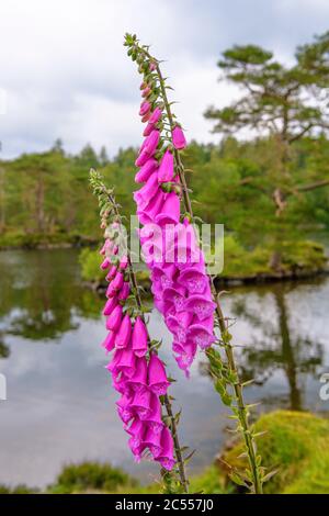 Il guanto comune è una specie di piante da fiore originaria dell'Europa. È anche naturalizzato in alcune parti del Nord America e in altre regioni temperate Foto Stock