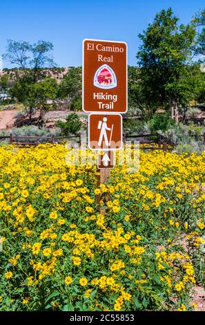 Fiori selvatici del New Mexico sul sentiero storico nazionale El Camino Real de Tierra Adentro, sentiero escursionistico a Santa Fe, New Mexico, USA. Foto Stock