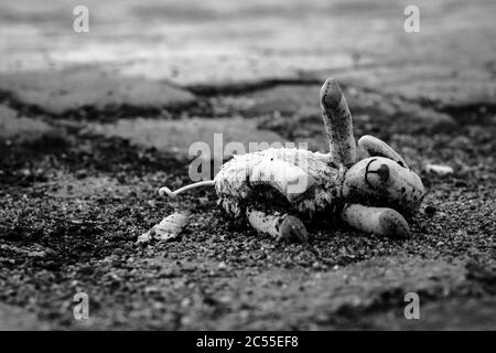 Pecore animali farcite perse per le strade in bianco e nero Foto Stock