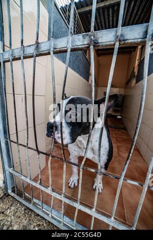 Primo piano di un cucciolo triste bianco e nero bloccato in una gabbia Foto Stock