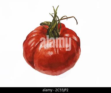 Pittura acquerello di un pomodoro maturo Foto Stock