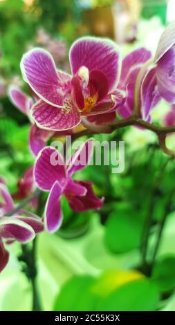 Closeup verticale di fiori di orchidee sotto la luce del sole Foto Stock