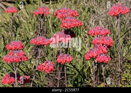 Madre di milioni di piante in fiore Foto Stock